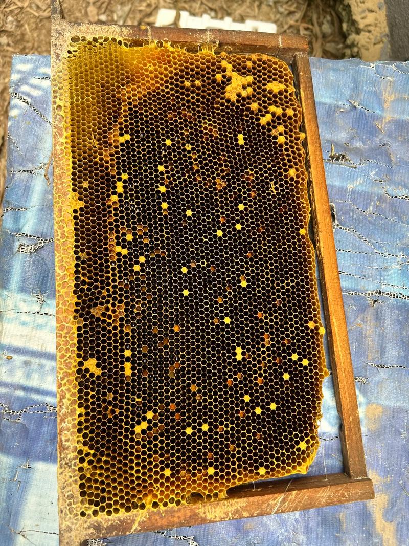 蜂蜡是什么蜜蜂的真假辨别?实用小技巧分享!