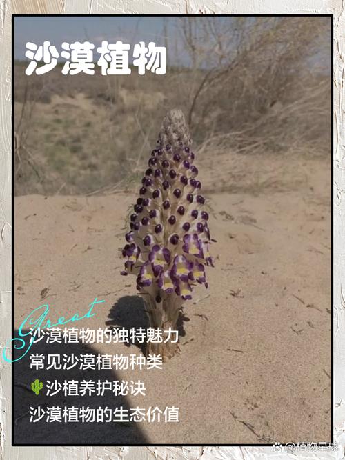 新手选荒漠植物别慌,小鸡宝宝考考你教你技巧!