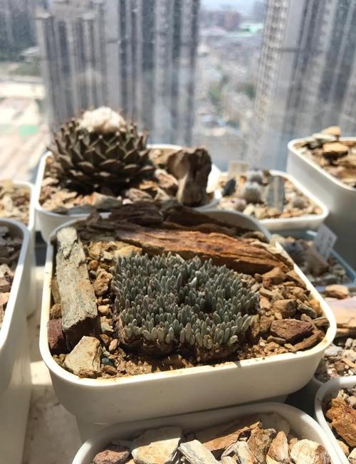 新手选荒漠植物别慌，小鸡宝宝考考你教你技巧！