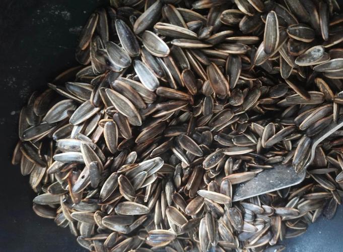 瓜子炒焦了还可以吃吗蚂蚁庄园？吃了会致癌专家警告！