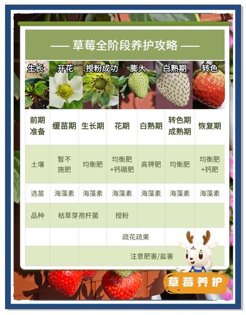 草莓蚂蚁庄园怎么种得快?老玩家亲授高效种植秘诀!