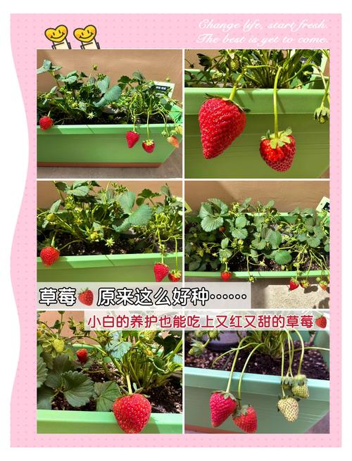 草莓蚂蚁庄园怎么种得快？老玩家亲授高效种植秘诀！