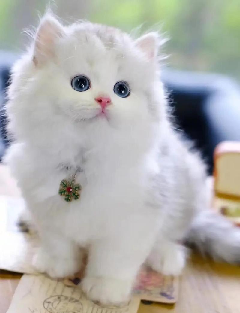 波斯猫论坛首页精华区在哪?热门帖子推荐抢先看!