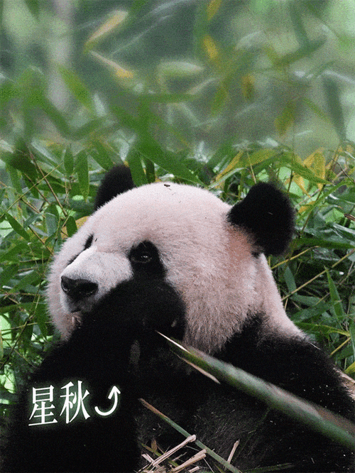 熊猫动态壁纸免费资源有哪些?最佳下载渠道大盘点!