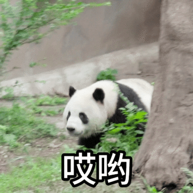 熊猫动态壁纸免费资源有哪些？最佳下载渠道大盘点！