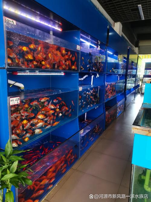 海水水族箱品牌哪家更靠谱？(对比这几家帮你做决定)