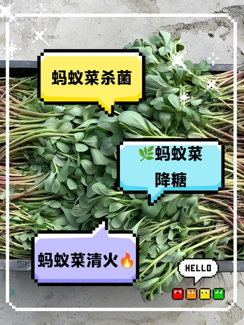 哪种蔬菜含盐量高蚂蚁庄园？揭晓最咸蔬菜排行榜单！