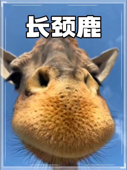 天生高血压的动物有哪些？这4种活得挺好