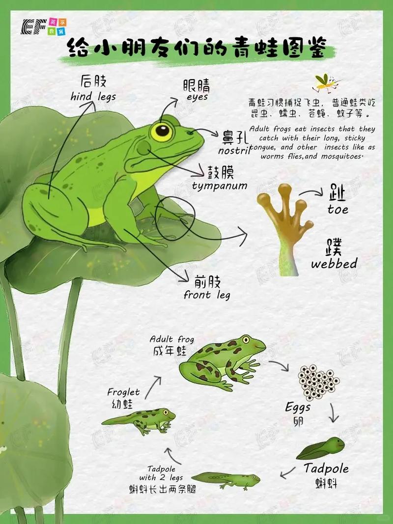 青蛙先打开什么？专家推荐日常故事分享！