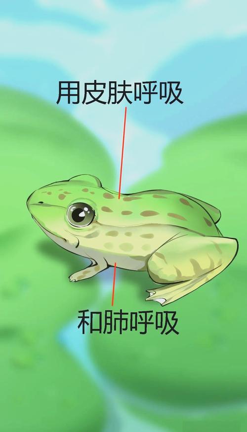 青蛙先打开什么?专家推荐日常故事分享!