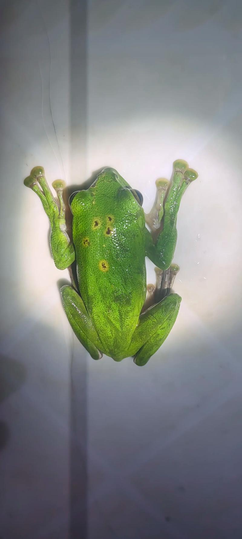 青蛙先打开什么?专家推荐日常故事分享!