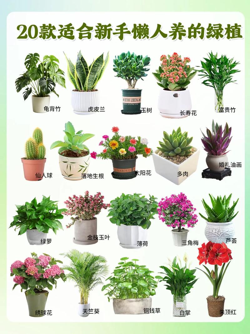 下列哪种植物适合养在室内轻松养护(最佳低光照植物推荐)