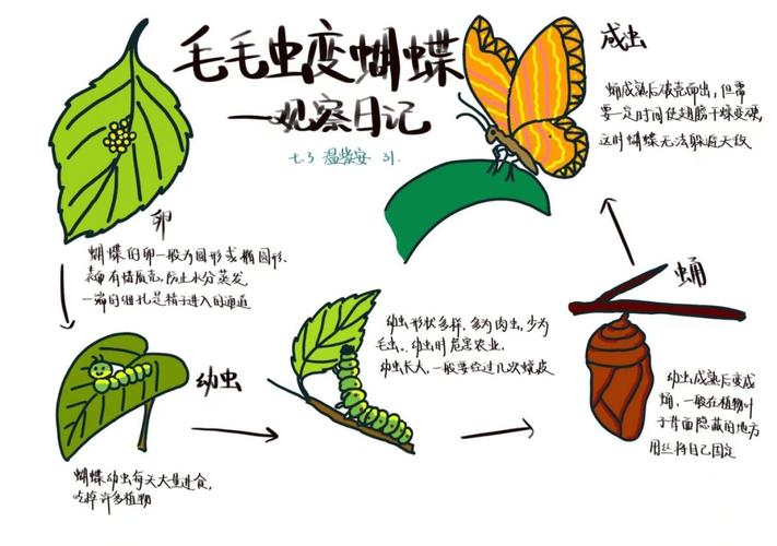 螳螂进化顺序的应用场景探讨