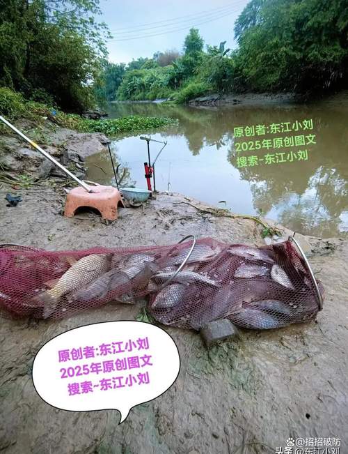 变异鱼垂钓生态位定位与栖息地选择策略