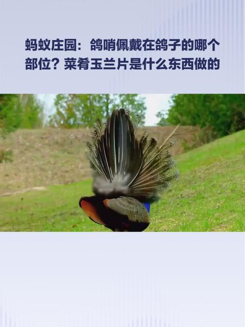 玉兰片蚂蚁庄园怎么升级快?专家教你高效提升法!