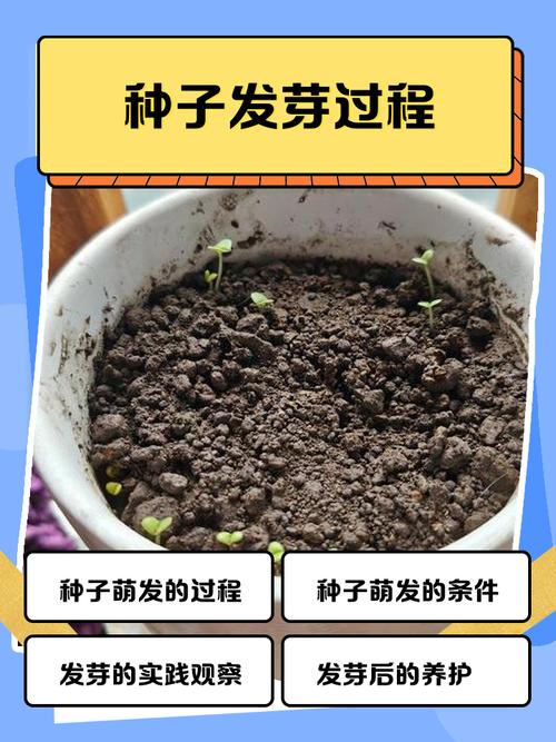 史托雅种子几天发芽？实测告诉你最快生长方法