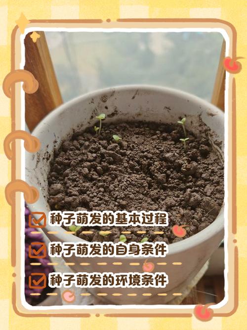 史托雅种子几天发芽？实测告诉你最快生长方法