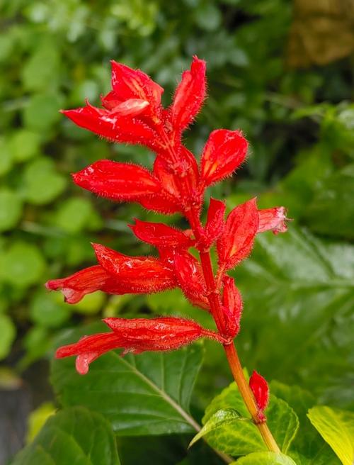 红瘦:植物学视角下的色彩形态变异现象解析