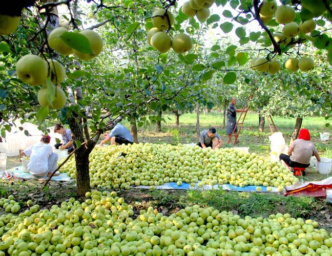 梨园蚂蚁庄园:生态农业与数字技术的跨界融合实践