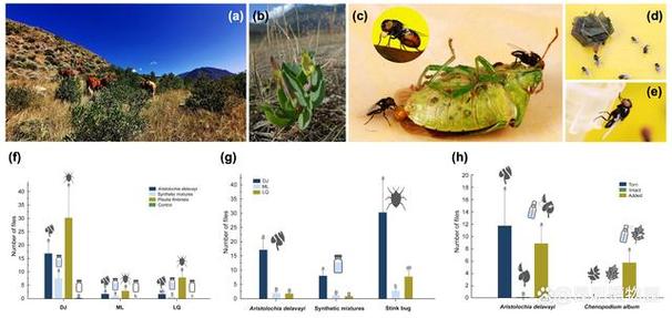 植物防御体系在娱乐软件中的认知行为映射研究