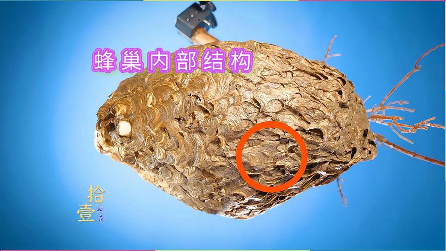 蜂巢权力结构中的信息素调控机制：从《女王蜂的王房》看组织生态学
