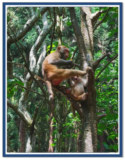 猴子大冒险下载地址在哪？官方平台免费安全获取！