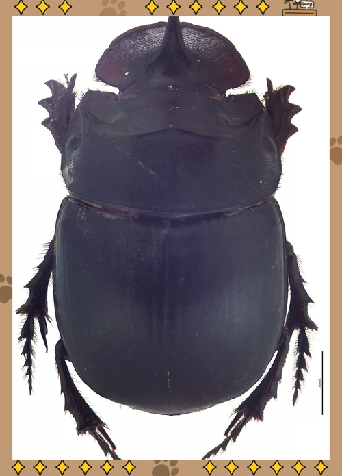 你知道蜣螂会飞吗？这些要点告诉你答案！