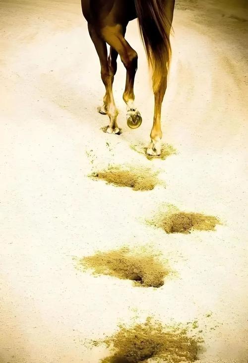 蛛丝马迹中的马一开始指的是什么历史探秘揭开谜底真相