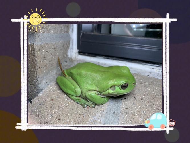 有一个绿色的青蛙7点还在看电视为什么会火？(爆红原因大揭秘)