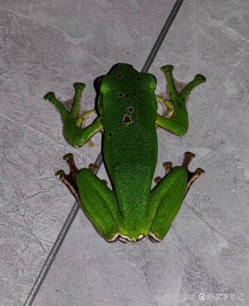 有一个绿色的青蛙7点还在看电视为什么会火？(爆红原因大揭秘)
