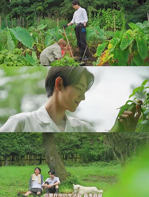 雪诺和樵夫的森林最新版本是多少？教你快速获取版本号！