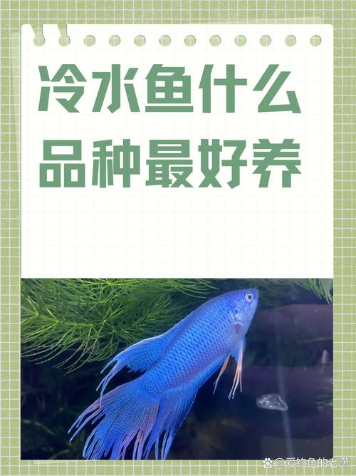 斗鱼溪子官网有什么功能？（新手必备3大实用亮点详解）