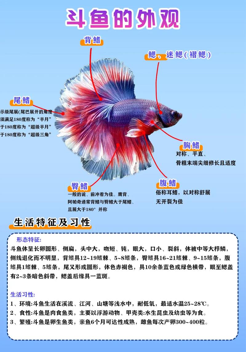 斗鱼溪子官网有什么功能？（新手必备3大实用亮点详解）