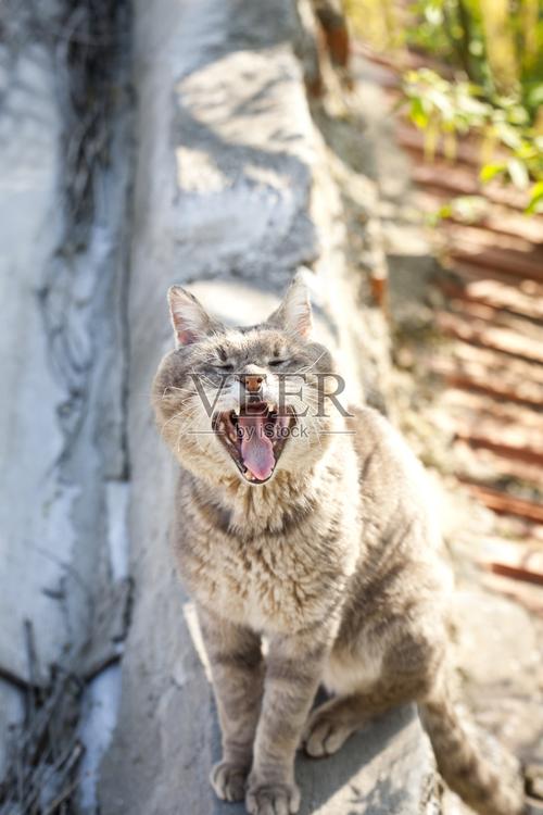 野猫下载安卓资源哪里找？这些免费平台最靠谱