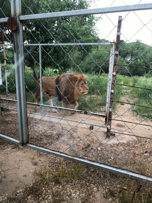 蓝宝石野生动物园更新地址有啥变化？新园区游玩攻略抢先看