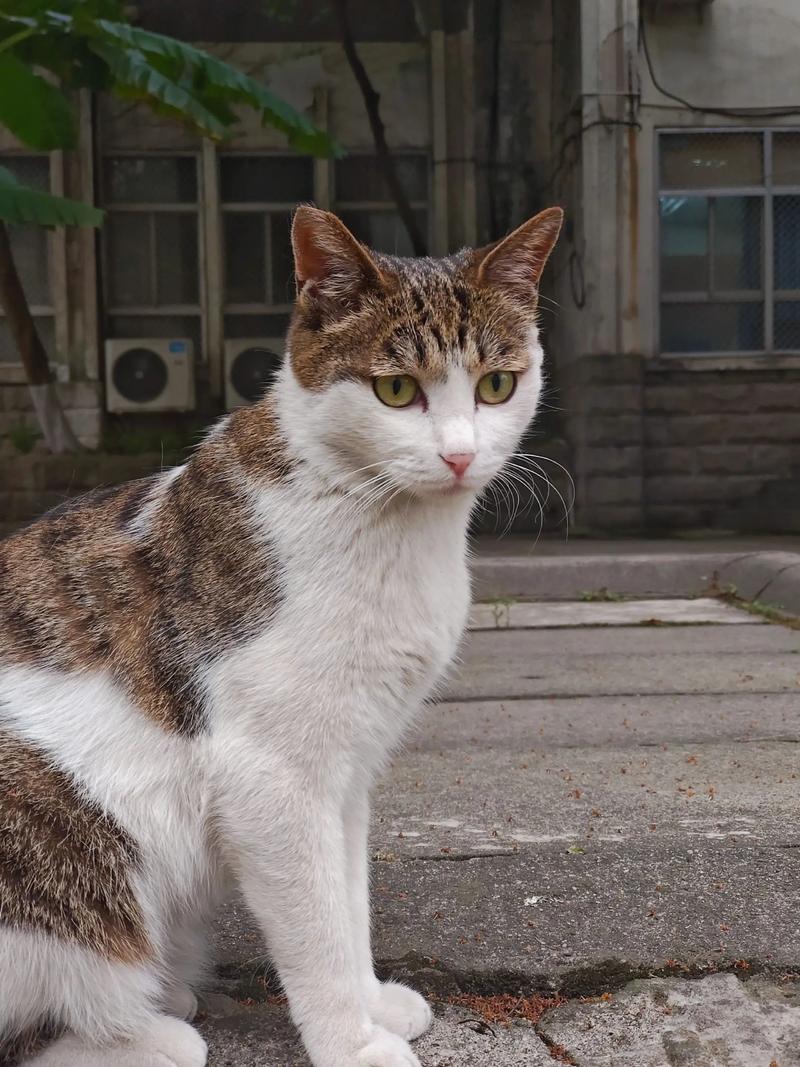 蓝宝石野生动物园杨过游戏值不值？家长分享真实游玩经历