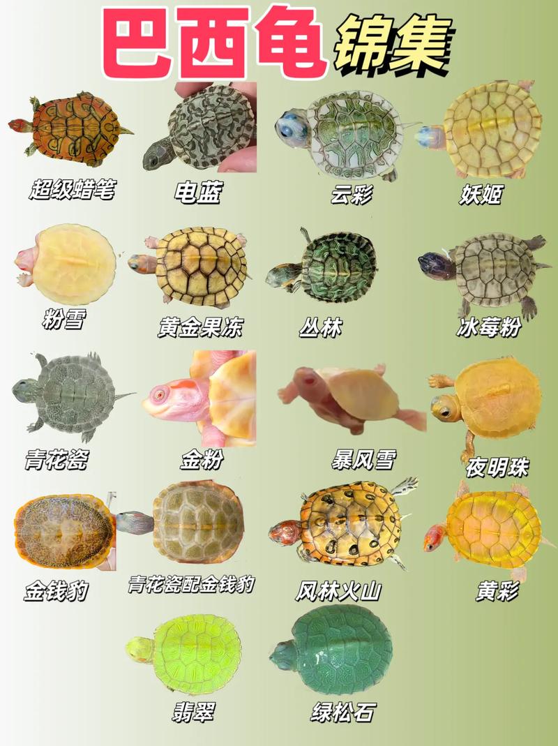 变异区版本大全有哪些(详细盘点所有版本内容)