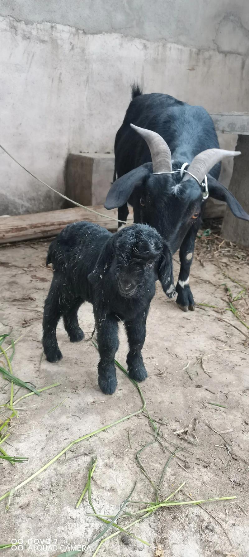 羊叫兽现在怎么样了？当事人最新生活状态曝光！