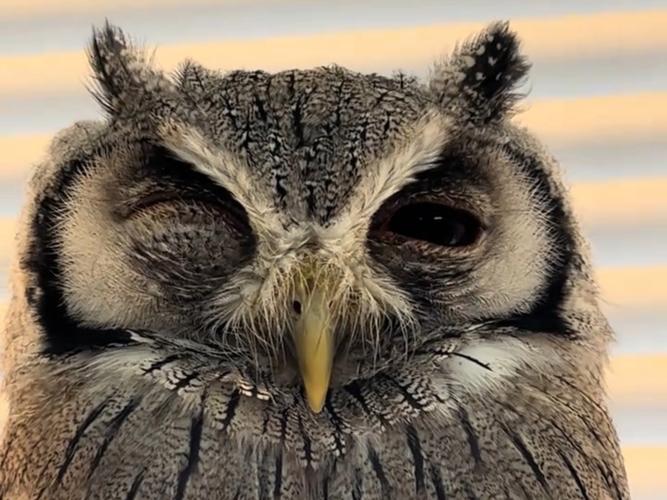 哪种动物睡眠睁一只眼闭一只眼(学会4点警惕技巧分享)