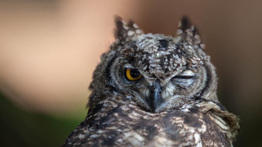 哪种动物睡眠睁一只眼闭一只眼(学会4点警惕技巧分享)
