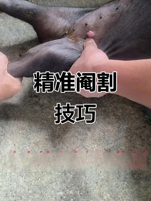 新手打拱猪入门怎么快速上手？记住这5个出牌策略！