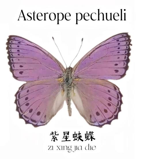 紫蝶虫有哪些特点？为什么它的翅膀是紫色的？