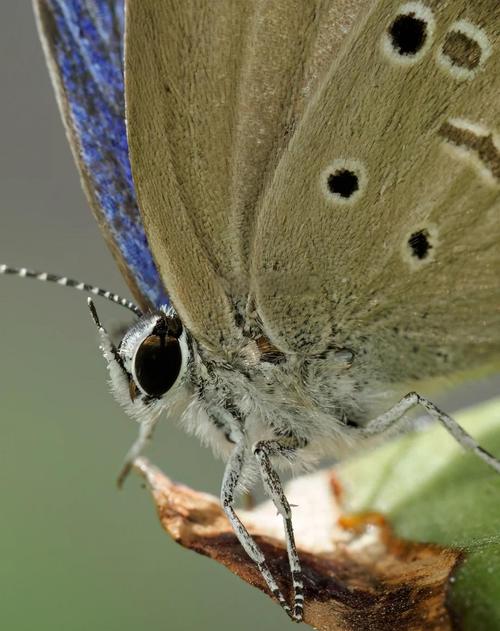 紫蝶虫有哪些特点？为什么它的翅膀是紫色的？