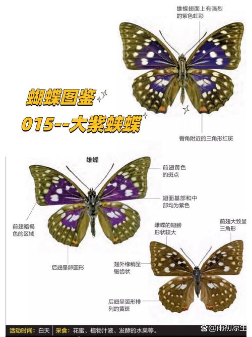 紫蝶虫有哪些特点？为什么它的翅膀是紫色的？