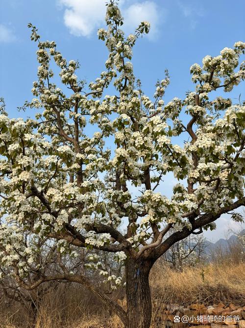 梨树二次开花是正常现象吗？专家解答常见误区