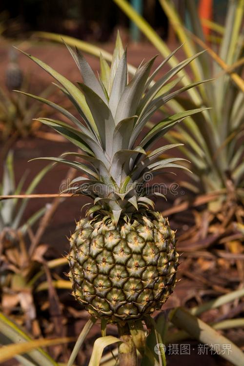 网上说的“菠萝梗”是什么意思？看完你就明白了！