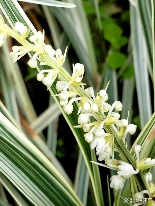 奇丽草在哪里可以买到正品？教你识别真伪不再上当！