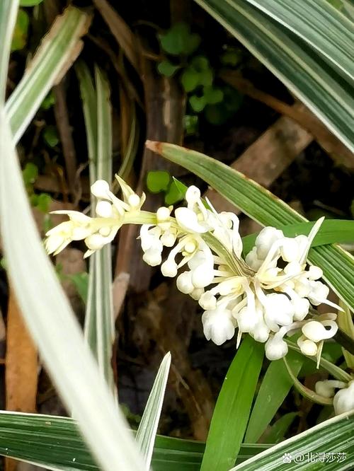 奇丽草在哪里可以买到正品？教你识别真伪不再上当！