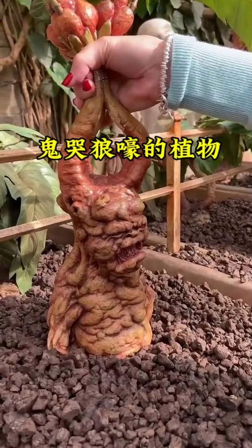 曼德拉草在哈利波特里叫什么？揭秘它能治愈石化的真相！