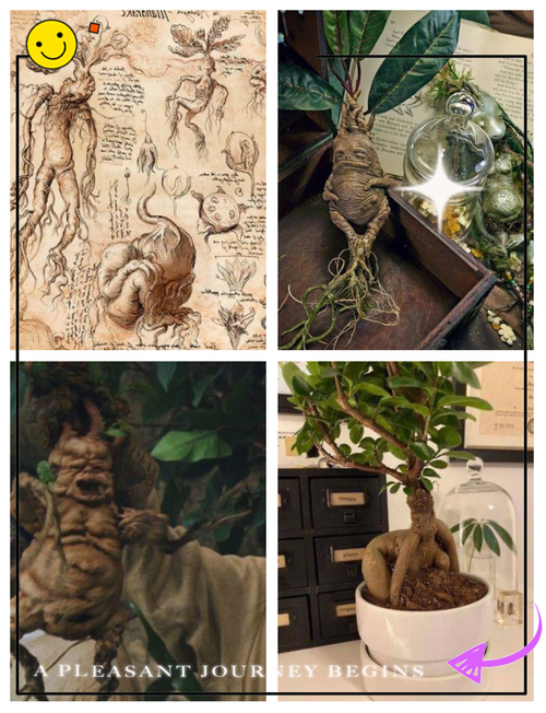 曼德拉草在哈利波特里叫什么？揭秘它能治愈石化的真相！